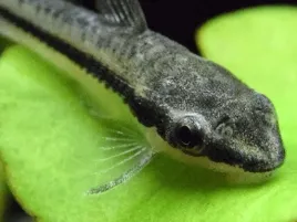 octocinclus-otosek-pakiet-10-szt-rybka-slodkowodna-glonojad-do-akwarium-zjadacz-glonow-mala-ryba-do-zbiornika-do-5-cm