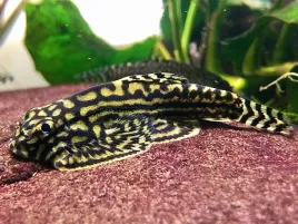 sewellia-lineolata-przylga-szeroka-oferta-ryba-akwariowa-slodkowodna-denna-dorasta-do-5-cm