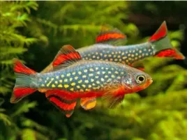 razbora-galaxy-pakiet-10-szt-danio-perlowe-ryby-slodkowodne-do-akwarium-dorasta-do-5-cm