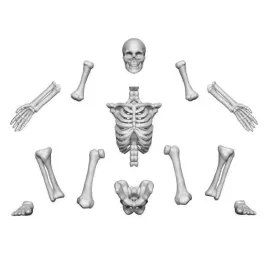 3d-printed-set-human-skeletons-1-48-ludzkie-szkielety-4-szt