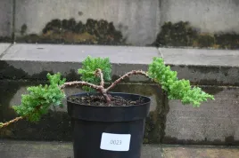 jalowiec-rozeslany-nana-bonsai-juniperus-procumbens-na-balkon-taras