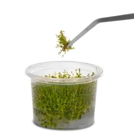 peseta-akwariowa-zagieta-48-cm-stal-nierdzewna-precyzyjne-sadzenie-roslin-pinceta-do-aquascapingu-pielegnacja-zbiornika-narzedzie-akwarystyczne