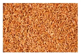 gammarus-kielz-suszony-100g-pokarm-dla-duzych-ryb-naturalny-skorupiak-uzupelnienie-diety-w-akwarium