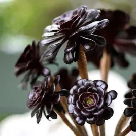 aeonium-arboreum-schwarzkopf-czarna-roza-pustyni