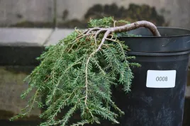 choina-kanadyjska-cole-s-prostrate-iglak-bonsai-drzewko-ozdobne