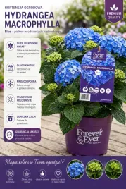 hortensja-ogrodowa-niebieska-hydrangea-macrophylla-foreverandever-blue