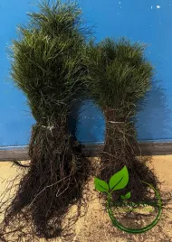 sosna-pospolita-pinus-sylvestris-sadzonki-20-40-cm-szkolkowana-50-sztuk
