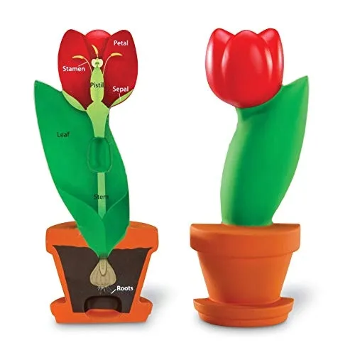 learning-resources-soft-foam-cross-section-flower-model-stan-nowy