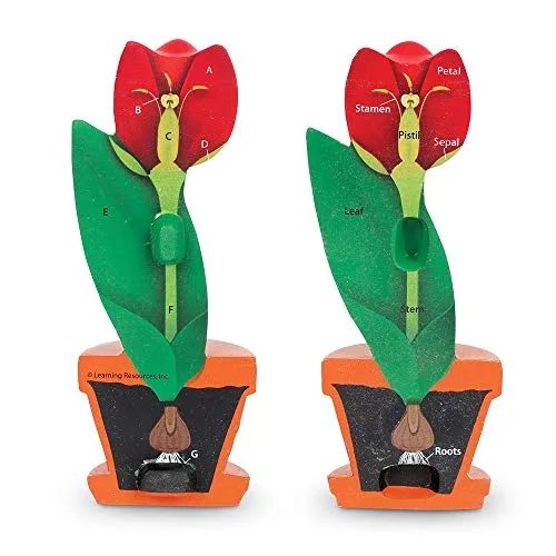 learning-resources-soft-foam-cross-section-flower-model-material-inny