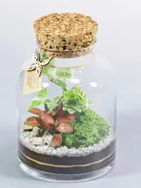 las-w-sloiku-las-w-szkle-gotowa-kompozycja-z-fitonia-hedera-i-mchem-terrarium-roslinne-mini-ogrod-dekoracja-do-wnetrz-wysokosc-21-cm
