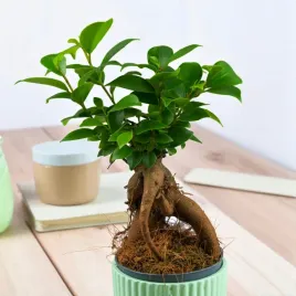 bonsai-fikus-ficus-microcarpa-idealny-do-lasow-w-szkle-d7cm-miniaturka-figowiec-drobnolistny-roslina-ozdobna-zielona-dekoracja