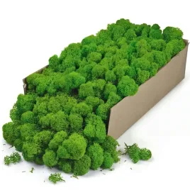 mech-chrobotek-reniferowy-stabilizowany-dekoracyjny-naturalny-zielony-do-stroikow-florystyki-i-lasu-w-sloiku-200-g-20-x-30-cm