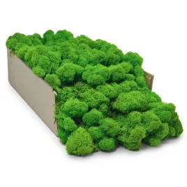 mech-chrobotek-finski-500g-brutto-zielony-dekoracyjny-ozdobny-oczyszczony-porost-reniferowy-do-lasow-w-sloiku-stroikow-i-kompozycji-florystycznych