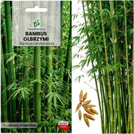 bambus-trzcinowy-nasiona-bambusa-arundinacea-olbrzymi-trzcinowaty-10-nasion