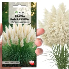 trawa-pampasowa-biala-nasiona-do-ogrodu-pioropusze-do-2-metrow-100-nasion