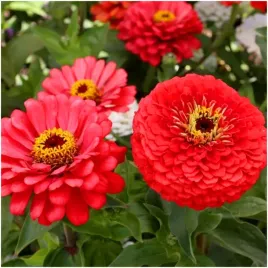 cynia-daliowa-czerwona-dalia-ogromne-kwiaty-nasiona-1-g