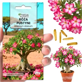 adenium-obesum-nasiona-roza-pustyni-mini-baobab-sukulent-bonsai-5-nasion