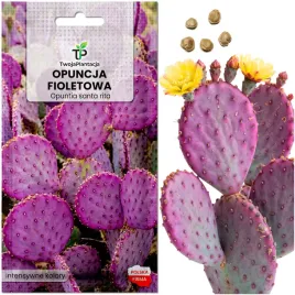 mrozoodporna-opuncja-fioletowa-opuntia-santarita-do-ogrodu-nasiona-5-nasion