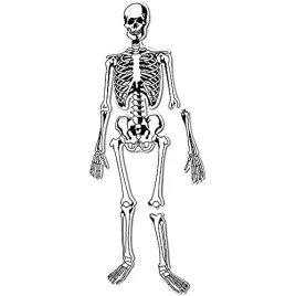 learning-resources-skeleton-foam-floor-puzzle