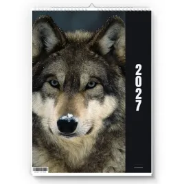 kalendarz-scienny-2027-wilk-a4-zaznaczone-swieta-imieniny