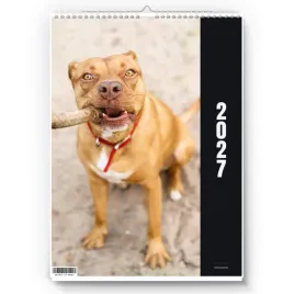 kalendarz-scienny-2027-pitbull-a3-zaznaczone-swieta-imieniny