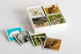 tierkinder-memo-white-minimalna-liczba-graczy-1