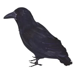 bristol-novelty-ba702-feather-raven-unisex-adult-black-one-size