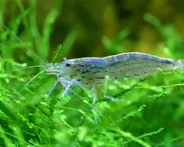 krewetka-amano-caridina-multidentata-10szt-czysciciel-glonow-akwariowych-skorupiak-slodkowodny-1030-mm