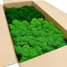 mech-chrobotek-reniferowy-200g-net-oczyszczony-finski-premium-mix-2-kolory-porost-dekoracyjny-do-stroikow-kompozycji-florystycznych-i-dekoracji