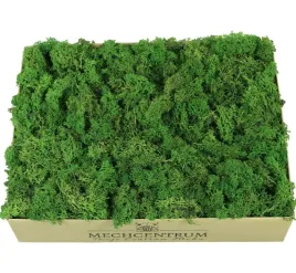 skrawki-mech-chrobotek-forest-green-karton-1kg-porost-reniferowy-do-dekoracji-i-kompozycji-florystycznych