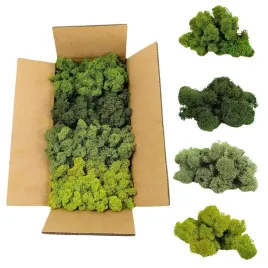 mech-chrobotek-reniferowy-norweski-zielony-mix-500g-dekoracyjny-ozdobny-porost-do-aranzacji-wnetrz-florystyki-i-rekodziela-w-kartonie