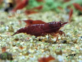 krewetki-czerwone-10szt-1-gwarancja-bloody-mary-krewetka-redcherry-sakura-neocaridina-heteropoda-do-akwarium-slodkowodnego-1030-mm