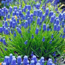 muscari-szafirek-armenski-armeniacum-cebulki-kwiatow-szafirka-6-7-50szt