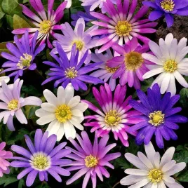 zawilec-blanda-mixed-cebulki-kwiatow-zawilca-mix-kolorow-rozmiar-4-5-50szt