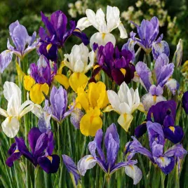 irys-holenderski-iris-hollandica-kosiaciec-cebulki-kwiatow-rozmiar-6-7-50sz