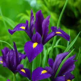 irys-holenderski-purple-sensation-cebulki-irysow-kwiatow-rozmiar-6-7-50szt