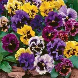 bratek-rokoko-mix-kolorow-roslina-dwuletnia-nasiona-kwiatow-02g-toraf