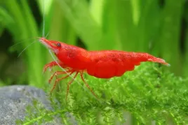 krewetka-red-sakura-neocaridina-davidi-10szt-ogrze-ozdobny-skorupiak-slodkowodny-do-akwarium-wielkosc-1030-mm