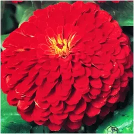 cynia-daliowa-czerwona-dalia-ogromne-kwiaty-nasiona-1-g