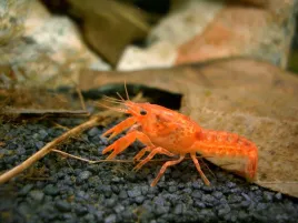 rak-mini-orange-cpo-skorupiak-slodkowodny-do-akwarium-zwierze-akwariowe