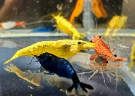 krewetki-neocaridina-mix-rozne-kolory-pakiet-10-sztuk-skorupiaki-slodkowodne-mlode-bezkregowce-do-akwarium