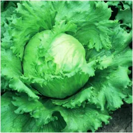 salata-traper-krucha-lodowa-srednio-wczesna-nasiona-1-g