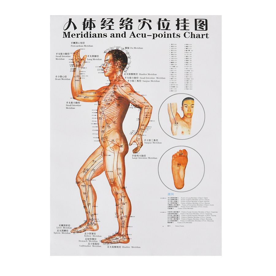 Plakat Cz Owieka X Cm Plansza Anatomiczna Bok Akupunktura Erli Pl