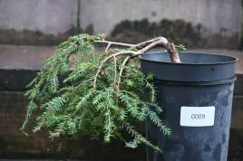 choina-kanadyjska-coles-prostrate-iglak-bonsai-drzewko-ozdobne