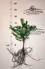 jodla-szlachetna-nobilis-abies-procera-30-40-cm-4-letnia-goly-korzen