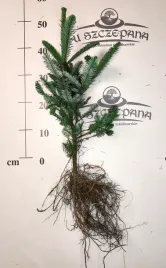 jodla-szlachetna-nobilis-abies-procera-40-50-cm-4-letnia-goly-korzen