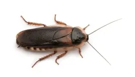 karaczan-argentynski-dubia-duzy-3-5cm-100-szt-dla-agamy-z-292-sztuk