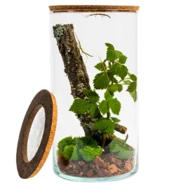 terrarium-30cm-dla-patyczakow-zestaw-do-hodowli-16-cm-6-l