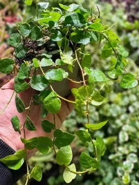 fikus-ficus-pumila-green-sunny-wys-15cm
