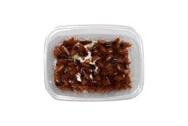 karaczan-karaczany-tureckie-350-sztuk-15-3cm-duze-nieokreslona